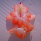 Christmas Cactus Starter Plant Hawaiian Sweetheart Schlumbergera Truncata