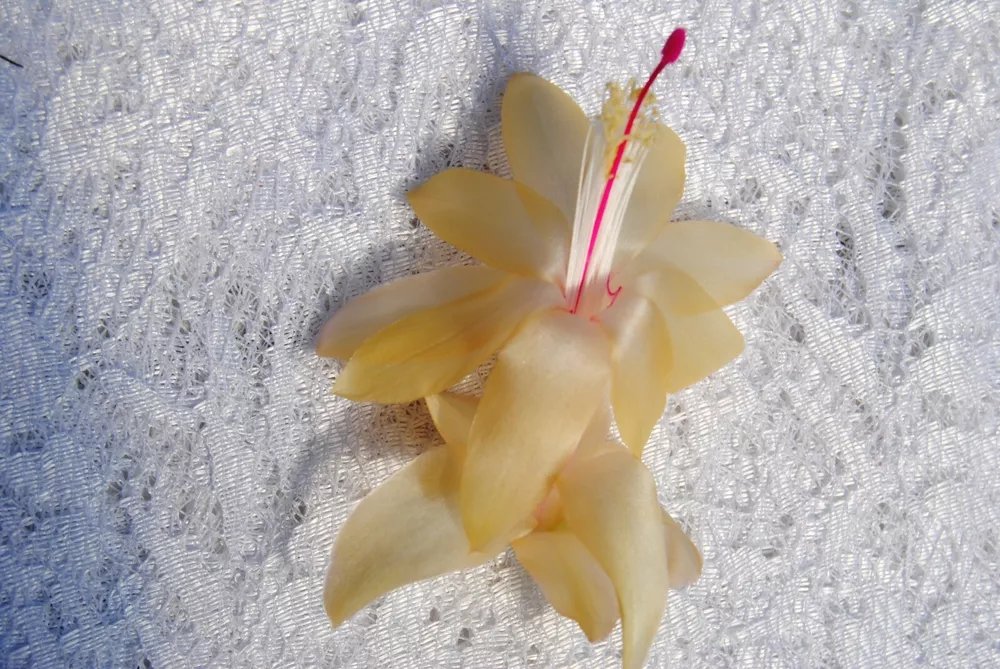 Christmas Cactus Starter Plant Gold Butterfly Schlumbergera Truncata