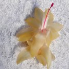 Christmas Cactus Starter Plant Gold Butterfly Schlumbergera Truncata