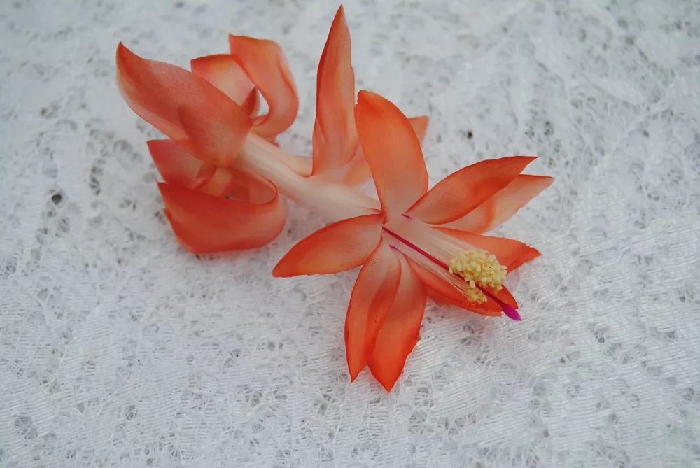 Christmas Cactus Starter Plant Frida Schlumbergera Truncata