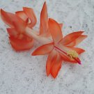 Christmas Cactus Starter Plant Frida Schlumbergera Truncata