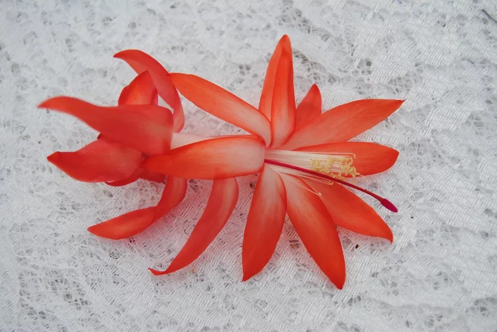 Christmas Cactus Starter Plant Elise Schlumbergera Truncata