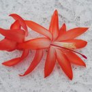 Christmas Cactus Starter Plant Elise Schlumbergera Truncata