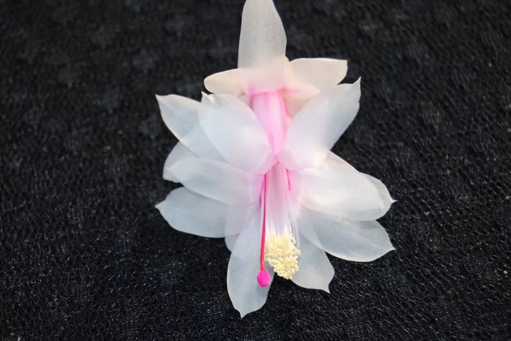 Christmas Cactus Starter Plant Dutch Trash Schlumbergera Truncata