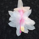 Christmas Cactus Starter Plant Dutch Trash Schlumbergera Truncata