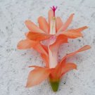 Christmas Cactus Starter Plant Coral Delight Schlumbergera Truncata