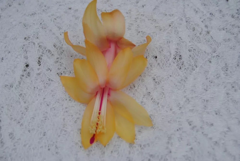 Christmas Cactus Starter Plant Cebeline Schlumbergera Truncata