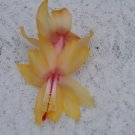 Christmas Cactus Starter Plant Cebeline Schlumbergera Truncata