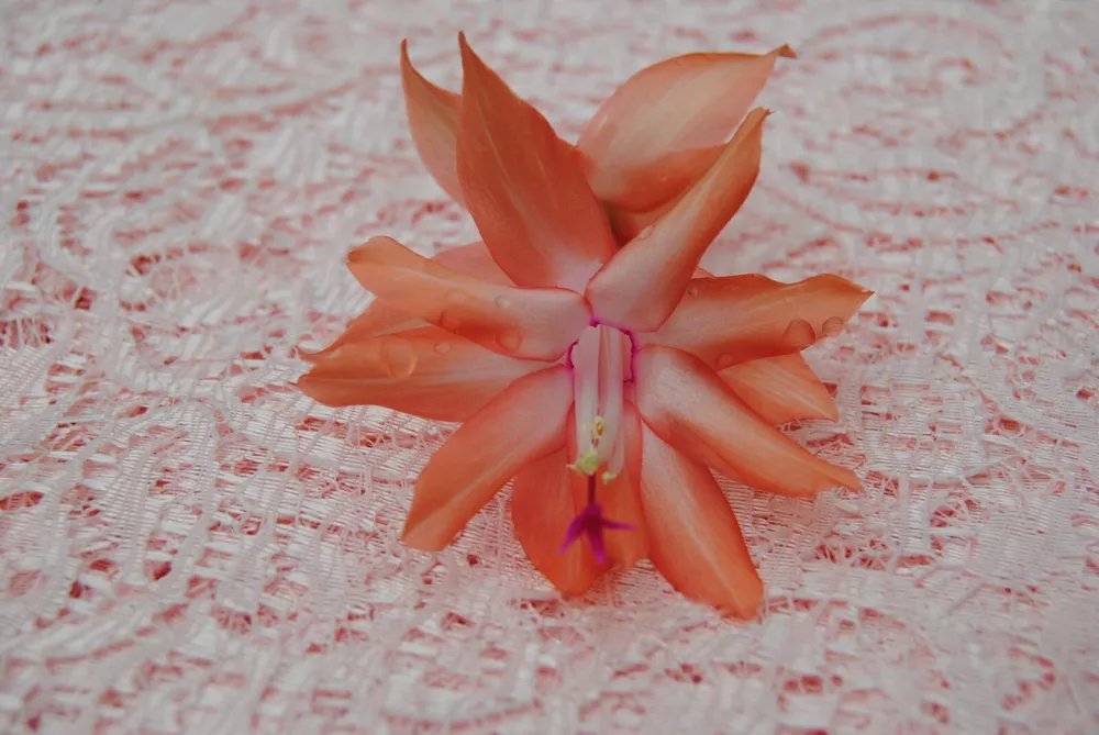 Christmas Cactus Starter Plant Butterfly Dusky Peach Schlumbergera Truncata
