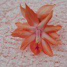 Christmas Cactus Starter Plant Butterfly Dusky Peach Schlumbergera Truncata