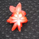 Christmas Cactus Starter Plant Bristol Flame Schlumbergera Truncata