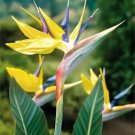 Mandelas Gold Yellow Bird Of Paradise Strelitzia Reginae Small Rooted Plant