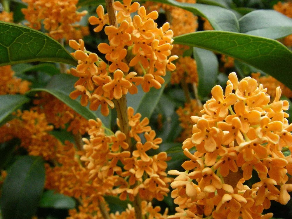 Apricot Echo Fragrant Tea Sweet Olive Osmanthus Fragrans Rooted Starter Plant