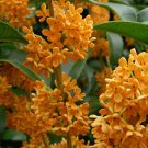 Apricot Echo Fragrant Tea Sweet Olive Osmanthus Fragrans Rooted Starter Plant