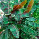 Zebrina Musa Acuminata Variegated Sumatrana Rojo Blood Banana Starter Plant