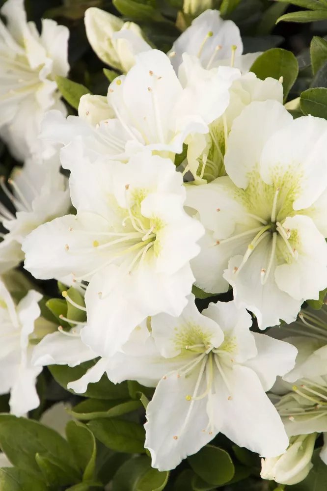 Snow Azalea Rhododendron Deciduous Small Rooted Starter Plant
