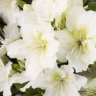 Snow Azalea Rhododendron Deciduous Small Rooted Starter Plant