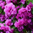 Amelia Rose Azalea Rhododendron Deciduous Small Rooted Starter Plant