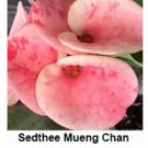 Sedthee Mueng Chancrown Of Thorns Euphorbia Miliichrist Plantstarter Plant