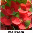Red Dragoncrown Of Thorns Euphorbia Miliichrist Plantstarter Plant