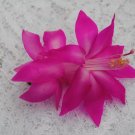 Christmas Cactus Starter Plant Fortune Queen Schlumbergera Truncata