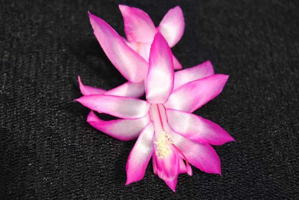 Christmas Cactus Starter Plant Electra Schlumbergera Truncata
