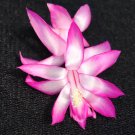 Christmas Cactus Starter Plant Electra Schlumbergera Truncata