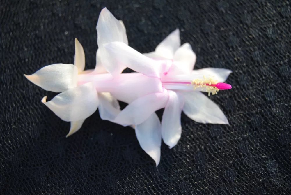 Christmas Cactus Starter Plant December Wedding Schlumbergera Truncata