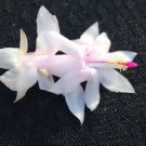Christmas Cactus Starter Plant December Wedding Schlumbergera Truncata