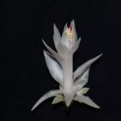 Christmas Cactus Starter Plant Christie Goodfellow Schlumbergera Truncata