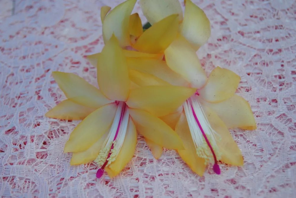 Christmas Cactus Starter Plant Cambridge Schlumbergera Truncata