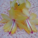 Christmas Cactus Starter Plant Cambridge Schlumbergera Truncata