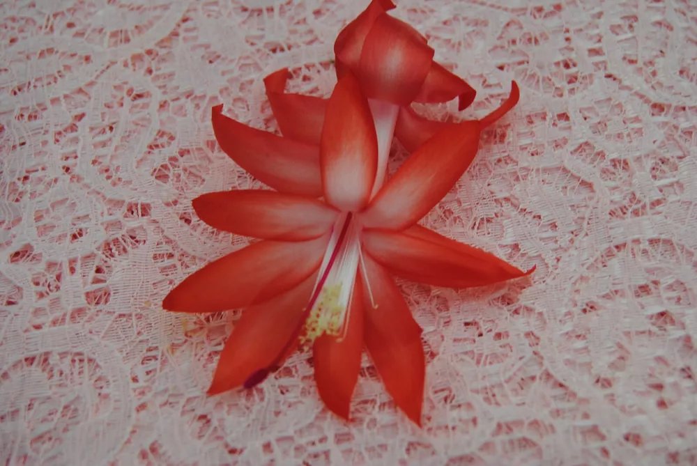 Christmas Cactus Starter Plant Bristol Joy Schlumbergera Truncata