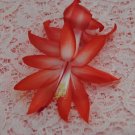 Christmas Cactus Starter Plant Bristol Joy Schlumbergera Truncata