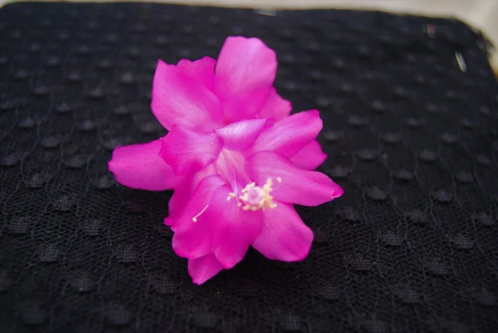 Christmas Cactus Starter Plant Barcellona Schlumbergera Truncata
