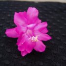 Christmas Cactus Starter Plant Barcellona Schlumbergera Truncata