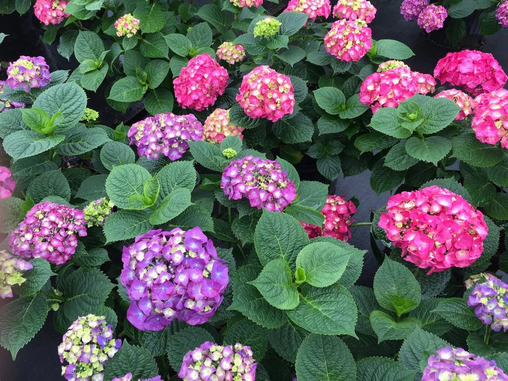 Let'S Dance Big Band Hydrangea Starter Plant Blooms From Violet To Hot Pink