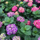 Let'S Dance Big Band Hydrangea Starter Plant Blooms From Violet To Hot Pink