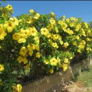 Golden Butterfly Allamanda Vine Tropical Starter Plant Large Bell Blooms