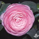 Pearl Maxwellcamellia Japonica Live Starter Plant Very Unique Pink Blooms