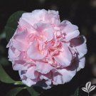 King'S Ransomcamellia Japonica Live Starter Plant Beautiful Soft Pink
