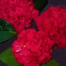 Professor Sargentcamellia Japonica Live Starter Plant Full Ruby Red Blooms