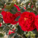 Kramer'S Supremecamellia Japonica Live Starter Plant Deep Crimson Red
