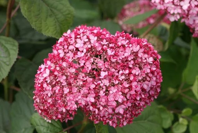 Spirit Ii Invincibelle Hydrangea Starter Plant Pink & Red