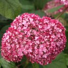 Spirit Ii Invincibelle Hydrangea Starter Plant Pink & Red