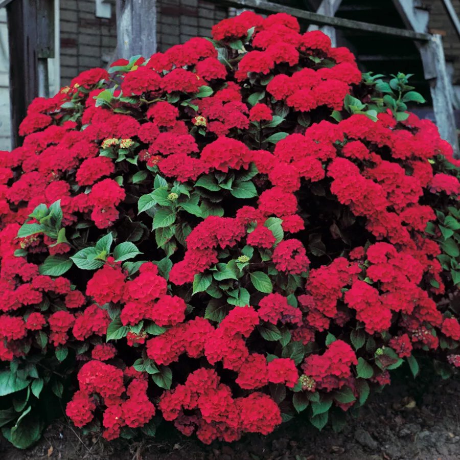 Glowing Embershydrangea Starter Plantdeep Violet To Deep Red