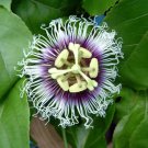 Possum Purple Passion Fruit Live Starter Plant Passiflora Edulis Self Fertile