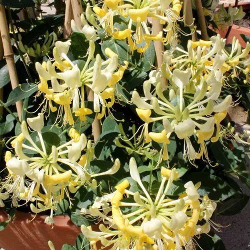 Scentsation Yellow Dutch Honeysuckle Vine Lonicera Japonica Periclymenum