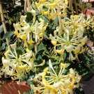 Scentsation Yellow Dutch Honeysuckle Vine Lonicera Japonica Periclymenum