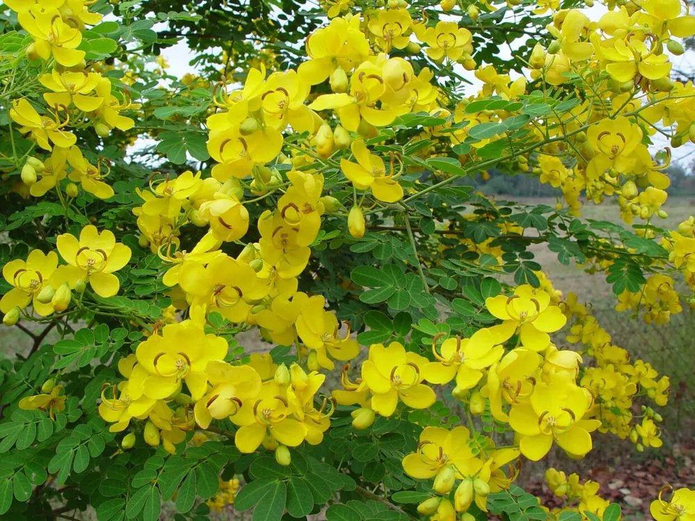 Golden Shower Tree Christmas Senna Bicapsularis Cassia Plant Butterflies-love It